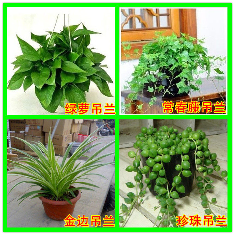 室内盆栽绿植花卉苗木常春藤绿萝吊兰金边吊兰 金鱼珍珠佛珠吊兰