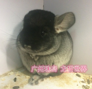 3个月大龙猫宝宝 携长丝绒黑MM 广州实体店 现售中