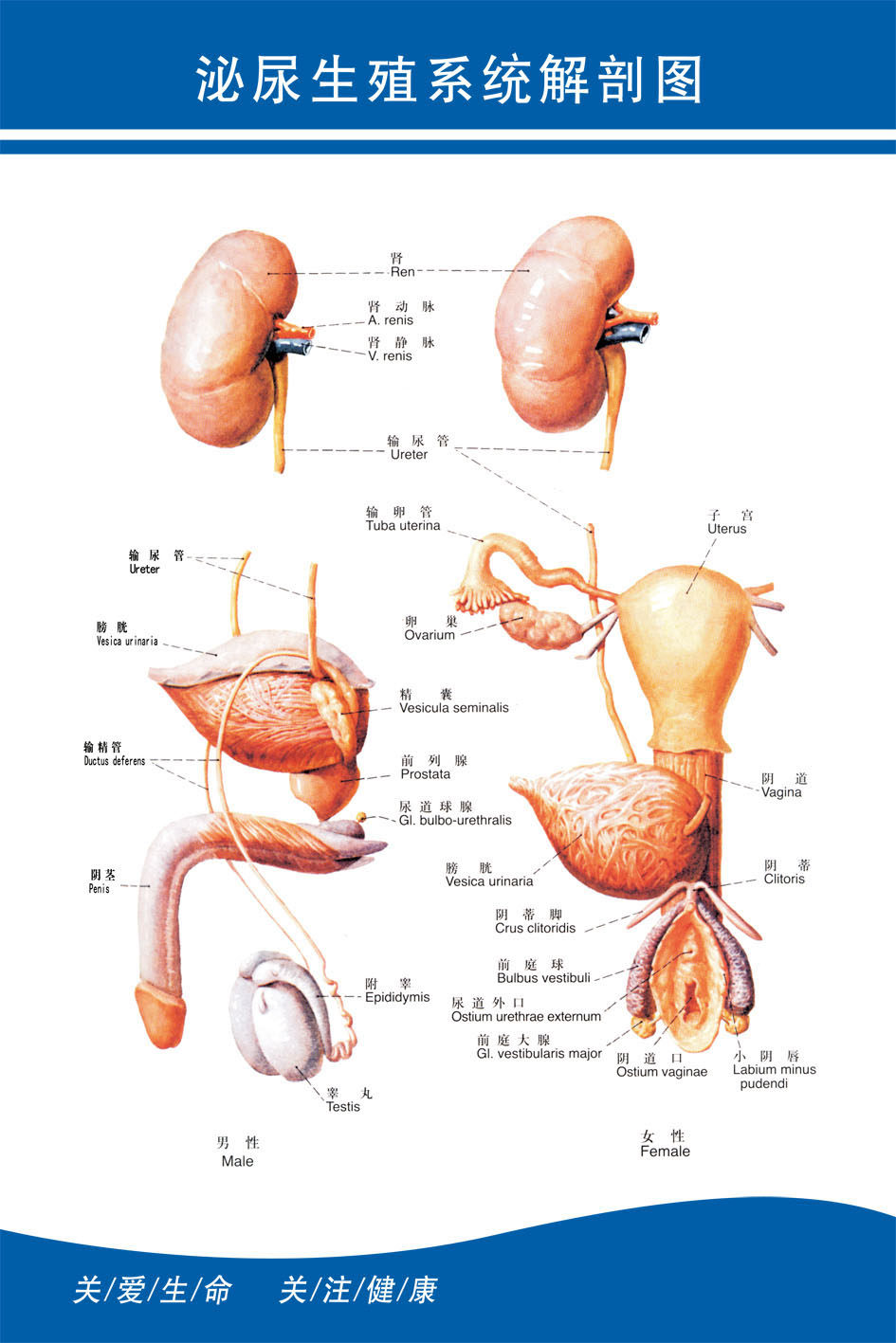 93素材健康海报展板343泌尿生殖系统解剖图副本