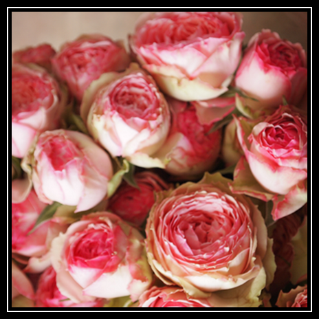 [Hidden Flowers Horticulturist]Europe May Mini Minerva/Goddess of wisdom A large number of roses Rose seedlingsin the Flower delivery/Flowers simulation/Plants gardening , Flowers/Potted plants (New) , Flowers  category - from Buy2taobao.com to provide professional Taobao agent buy service