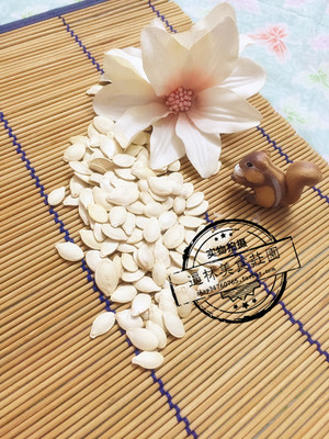 【逼林家】生南瓜子 驱虫 松鼠仓鼠龙猫蜜袋鼯飞鼠粮食 松鼠食物