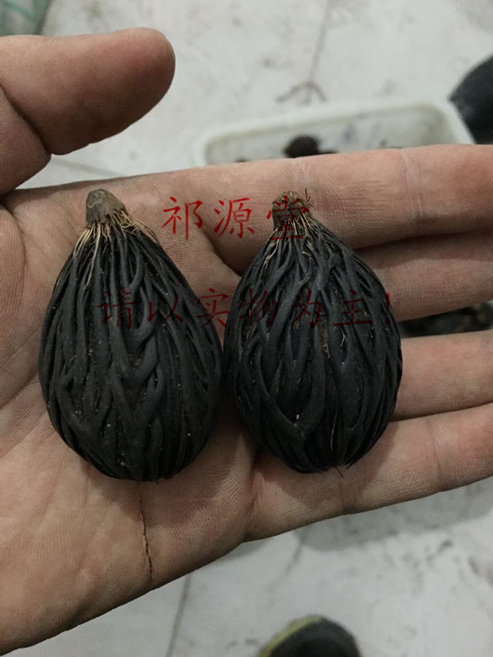 狐尾椰种子千丝菩提子图片