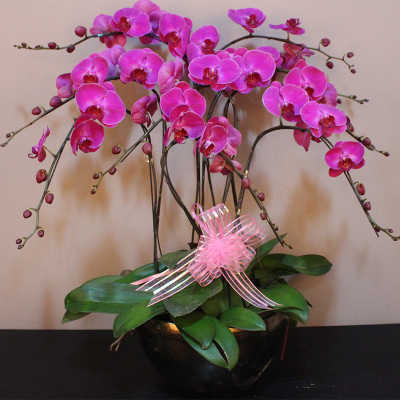 蝴蝶兰盆栽 年宵新春花卉上海同城花卉盆栽鲜花速递 蝴蝶兰绿植花