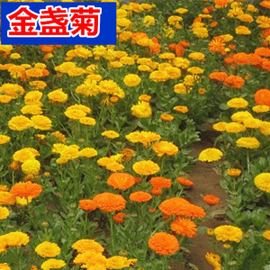 矮生多年生花籽金盏菊耐寒花种子四季种户外庭院花海秋季花草野花