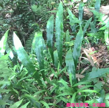 新鲜草药大石韦石皮 石兰 石剑大石韦顺丰500克产地直销