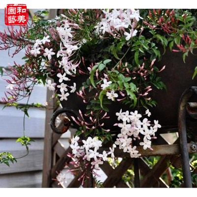 素馨花盆栽 庭院阳台露天攀爬清香花卉 多年生藤本花卉 包邮