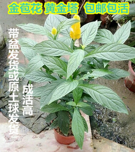 30天左右开花货到死苗补发金苞花 黄金宝塔花苗 黄金塔苗盆栽