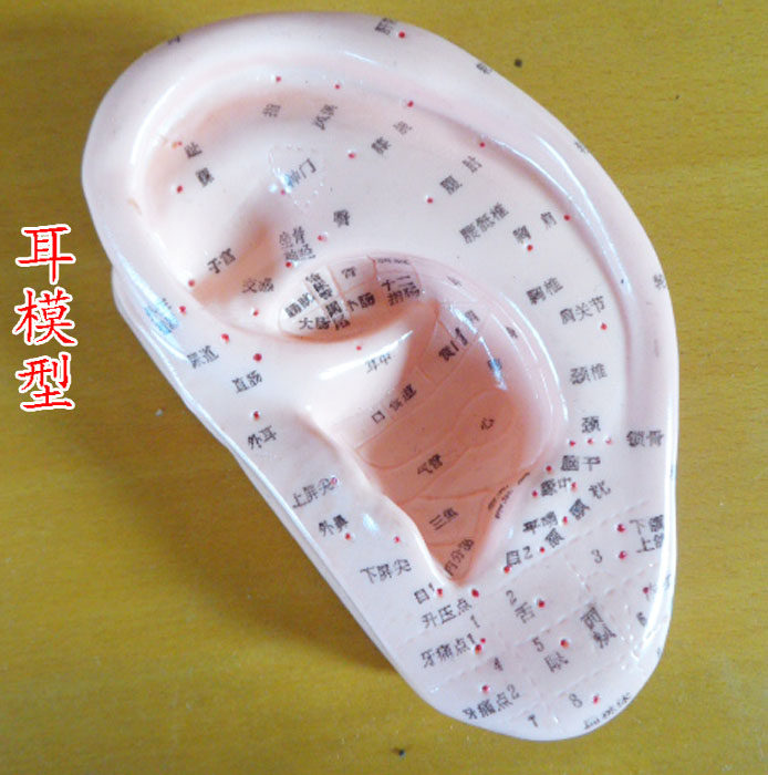 专业采耳耳朵模型掏耳朵穴位模型挖耳朵练习工具13cm  单个