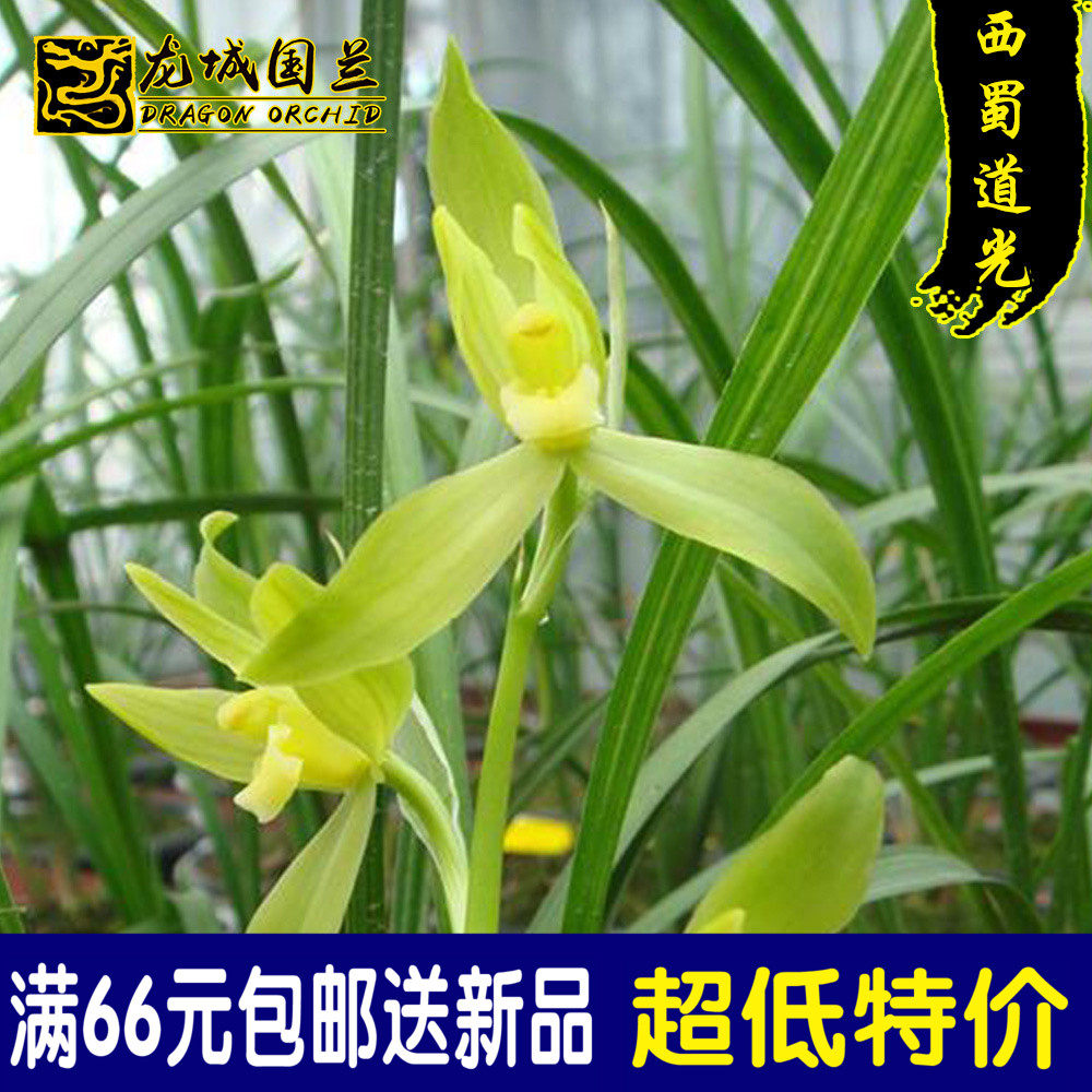 春剑素心名品 西蜀道光 浓香好养易活精品兰花苗花卉盆栽特价绿植