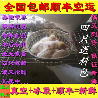 0农家杂粮单只邮顺丰空运乳鸽