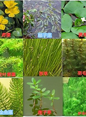 水生花卉水培植物轮叶黑藻菹草苦草金鱼藻池塘鱼缸真水草水葫芦苗
