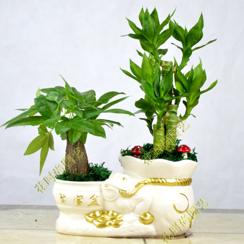 绿植办公室客厅花卉盆栽发财树