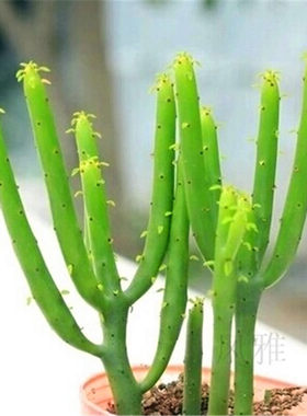 绿植摇钱树花盆防辐射多肉植物