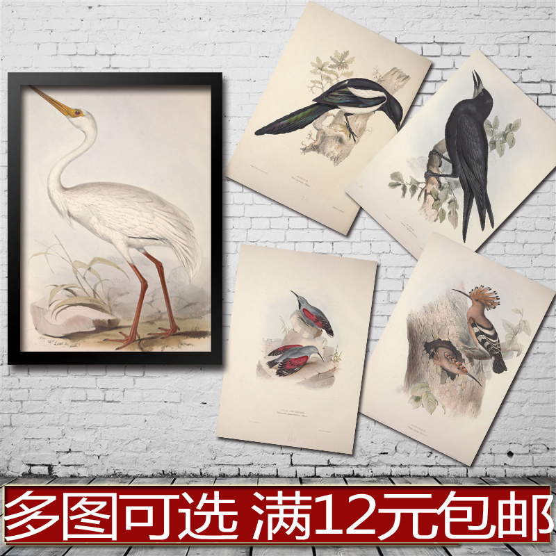 手绘 欧洲鸟类科普 海报 客厅酒吧卧室 装饰画 贴画 相框有框画心图片