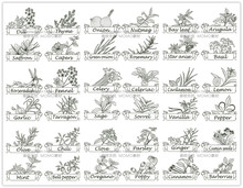 A3038矢量香草植物调料手绘线稿图大蒜薄荷百里香生姜 AI设计素材