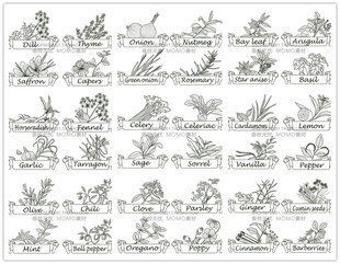 A3038矢量香草植物调料手绘线稿图大蒜薄荷百里香生姜 AI设计素材