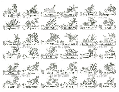 A3038矢量香草植物调料手绘线稿图大蒜薄荷百里香生姜 AI设计素材