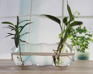 透明玻璃花瓶插画瓶落地花瓶水培容器花卉植物水养植物瓶花卉盆栽