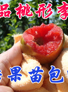 桃形李果树桃形李果树苗地栽常绿