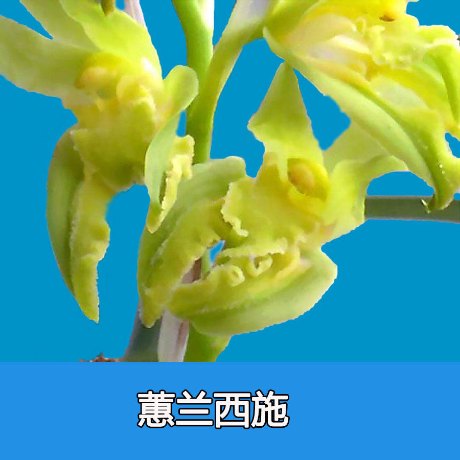清仓价正品兰花蕙兰精奇花西施浓香型绿植盆栽 大气 免邮
