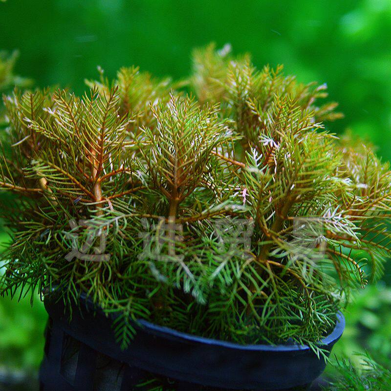 水族箱鱼缸造景水草及肥料 红羽毛 羽毛草 有茎类前景水草一棵