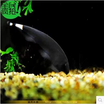 黑魔鬼 魔鬼刀鱼 反天刀 羽毛刀 光背电鳗7cm