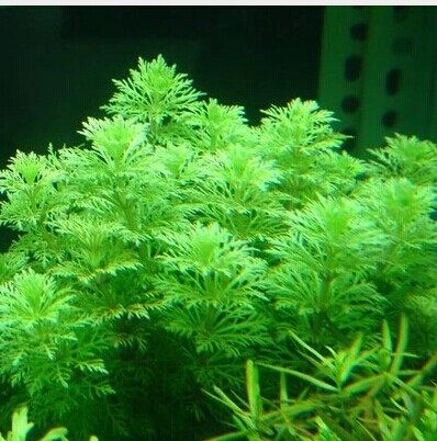 水草小宝塔 珍珍水草, 100%自产 (5枝)