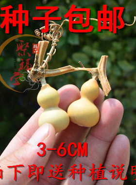 种子精品草里金四季盆栽手捻葫芦