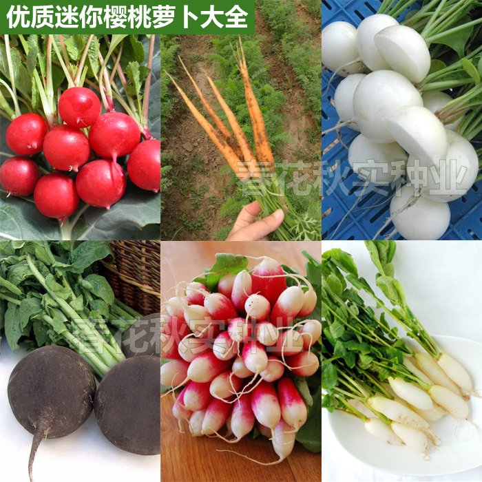 红白小樱桃手指四季胡萝卜种子