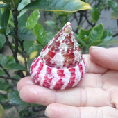 水族鱼缸造景 天然海螺贝壳 宝塔螺 红塔螺 创意礼物 红斑鈡螺