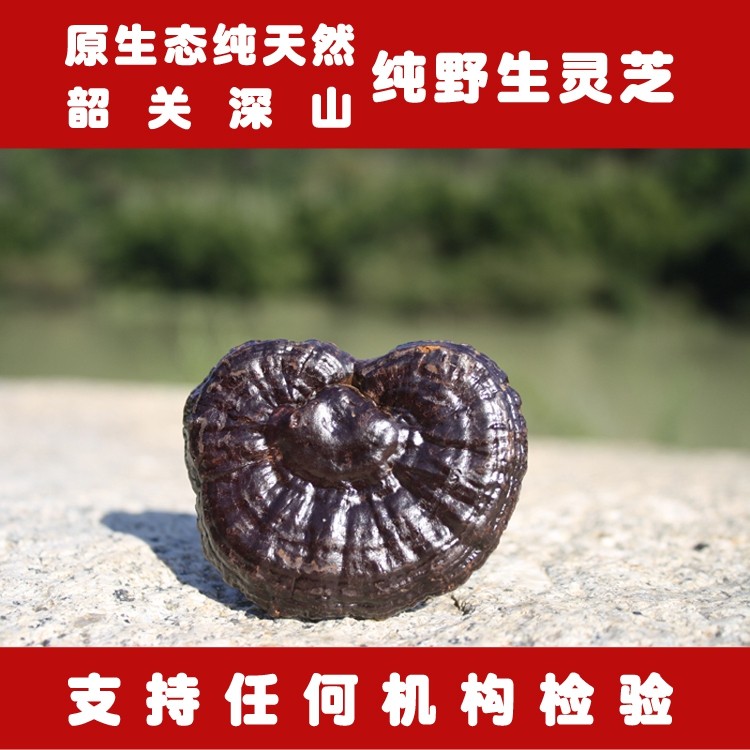 深山采摘野生灵芝整枝紫灵芝草黑灵芝片林芝正品仙草优惠250g包邮