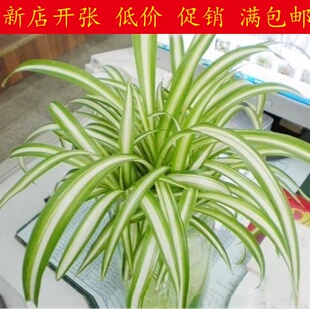 金边吊兰金心吊篮盆栽绿植植物花卉净化空气吸甲醛