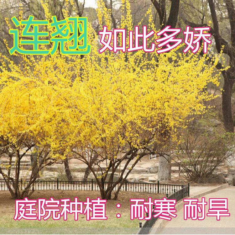 庭院绿化苗木藤本连翘花苗金钟花迎春花苗连翘花树苗连翘苗连翘球