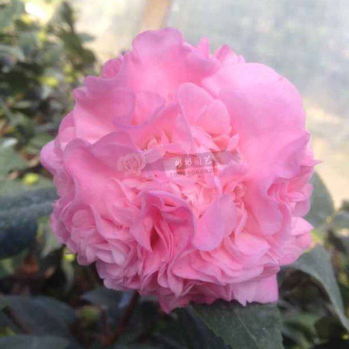 Anthopogonoides Longyan Yongfu Town Xiang Fei Trinidad Hong Camellia courtyard Garden Green Tree a living room balcony Green plantin the Flower delivery/Flowers simulation/Plants gardening , Flowers/Potted plants (New) , Plants  category - from Buy2taobao.com to provide professional Taobao agent buy service