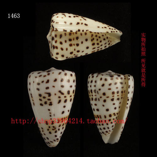 海螺贝壳 （对图发货）5.8CM 变形 芝麻芋螺 收藏 光泽强 1463