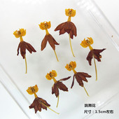 押花压花 diy滴胶干花手机壳 植物标本 跳舞花 马利筋