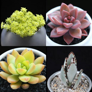 买一送一 多肉植物特价 黄金薄雪万年草 月兔耳 黄丽 姬胧月