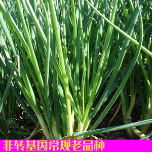 非转基因老品种常规种四季小香葱种子 阳台庭院四季播 可留种