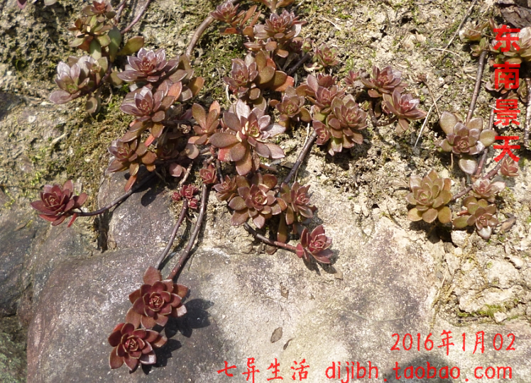 野外东南景天变叶变色假山盆栽