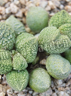 丸叶翠绿石 绿翠石多肉 天锦章属 一物一拍