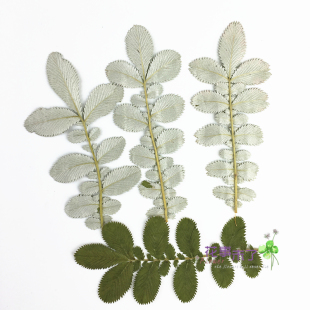 翻白叶 苇菱叶 本色 押花压花干花 天然干花手机壳 植物标本