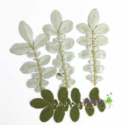 天然干花植物标本树叶