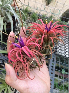 展示 空气凤梨 Tillandsia ionantha Predator '猎食者'精灵 实生