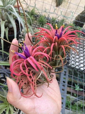 展示 空气凤梨 Tillandsia ionantha Predator '猎食者'精灵 实生