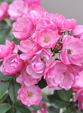推荐藤本月季 安吉拉 经典攀爬攀援多季开花蔷薇花苗丰花勤花多季