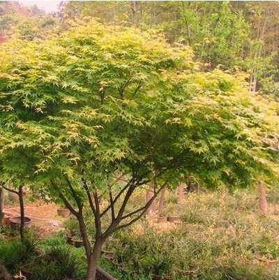 绿化苗行道树苗青枫风景树庭院
