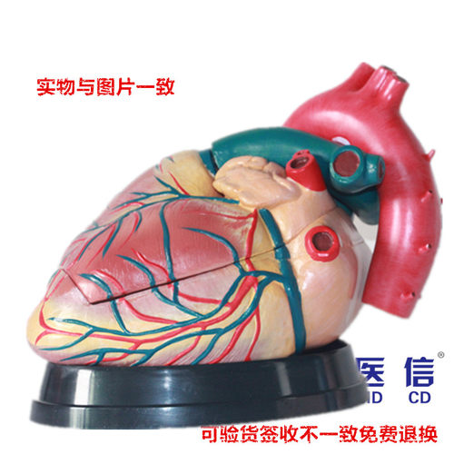 医用专业豪华版人体心脏解剖模型 心脏结构模型 放大4倍心脏模型