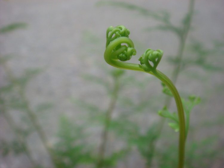 乌蕨观叶净化空气 绿植盆栽蕨类植物室内荫 假山绿化庭院墙基