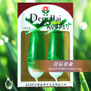 登海种业 青萝卜种子 西星萝卜5号水果萝卜种子 口感好秋季种植