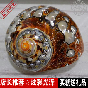 南非嵘螺 精品海螺贝壳 标本螺 收藏品 摆设 鱼缸 造景装饰包邮
